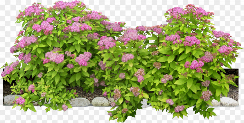 Bushes Flowering Plant Shrub PNG