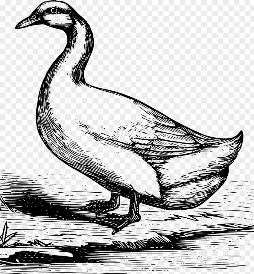 Duck American Pekin Mallard Goose Drawing PNG