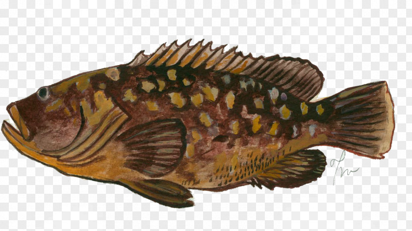 Fish Tilapia Epinephelus Marginatus Perch Seafood PNG