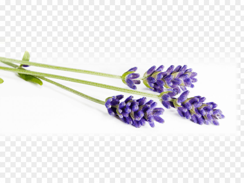 Lavande Lavender Lavander Field Stock Photography PNG