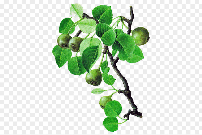 Pear Fruit Liqueur Eau De Vie Pyrus Pyraster European PNG