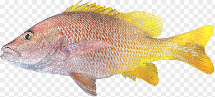 Peixe Pargo Northern Red Snapper Fish Euthynnus Lineatus Lane Food PNG