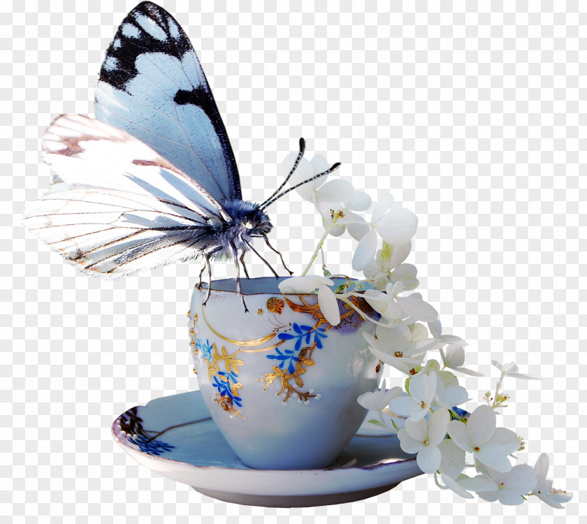 Butterfly Image Borboleta Tasse à Café PNG