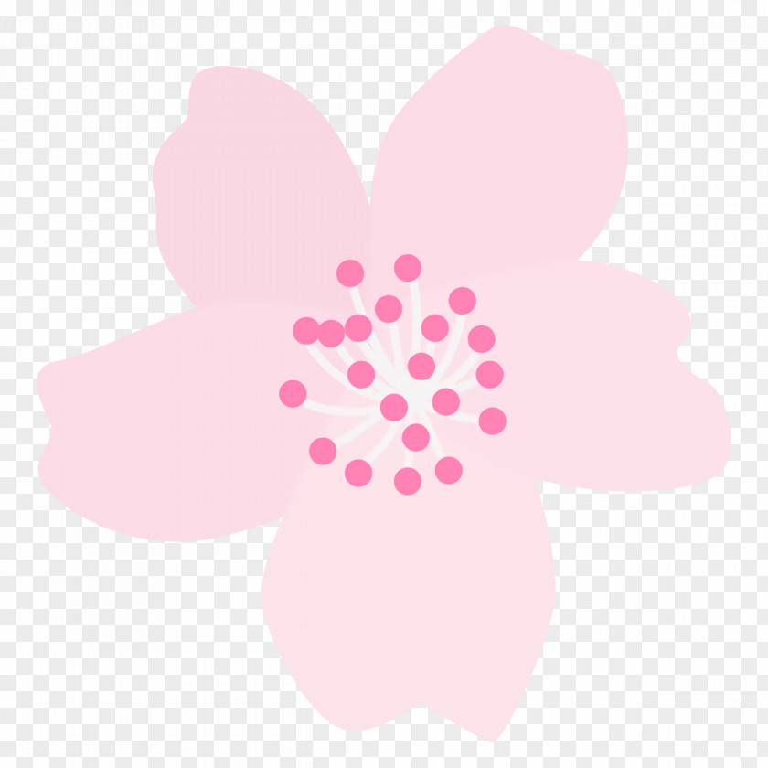 Magenta Plant Pink Petal Pattern Flower PNG