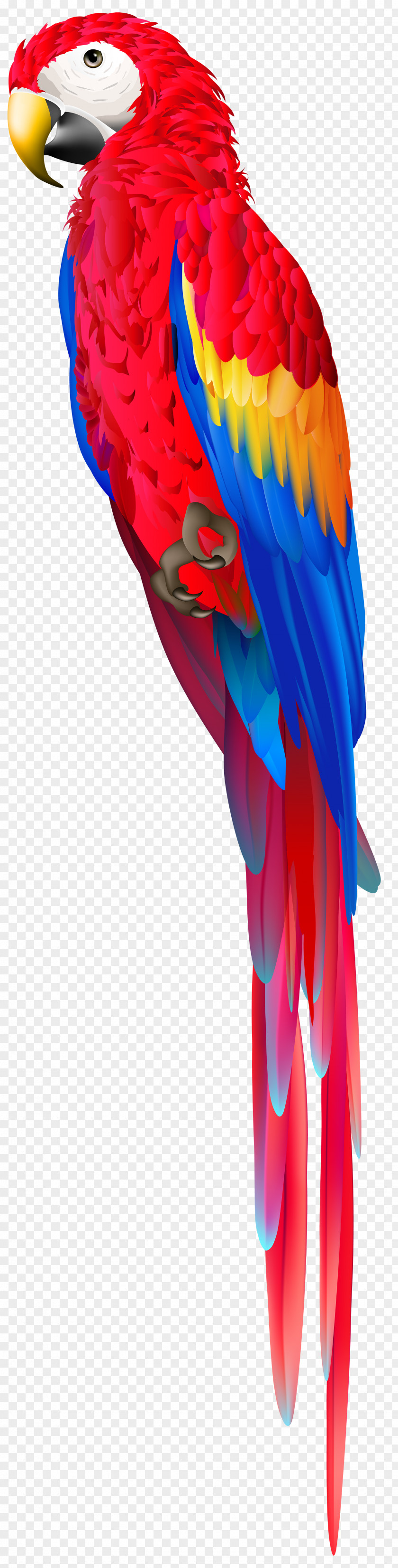 Parrot Macaw Clip Art Bird PNG