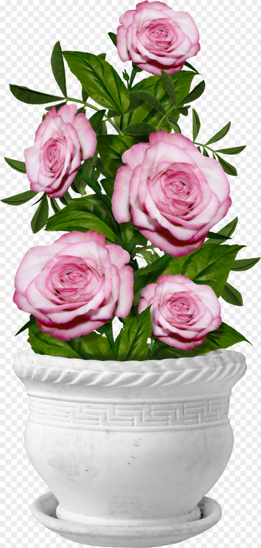 Potted Roses Garden Centifolia Flower Clip Art PNG