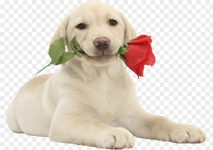 Puppy Labrador Retriever Valentine's Day Pet Cat PNG