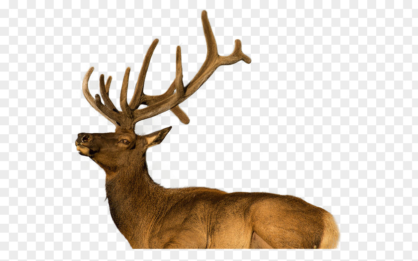 Sika Deer Elk Reindeer Antler Terrestrial Animal Wildlife PNG