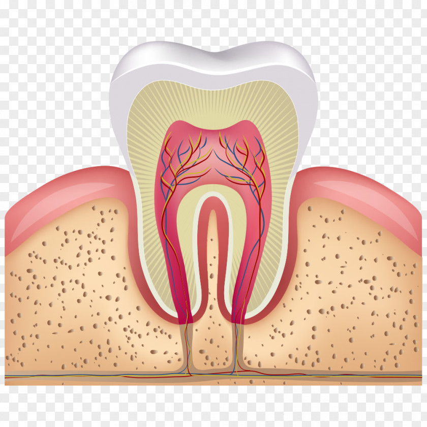 Teeth Cross Section Human Tooth Pulp Root Canal Decay PNG