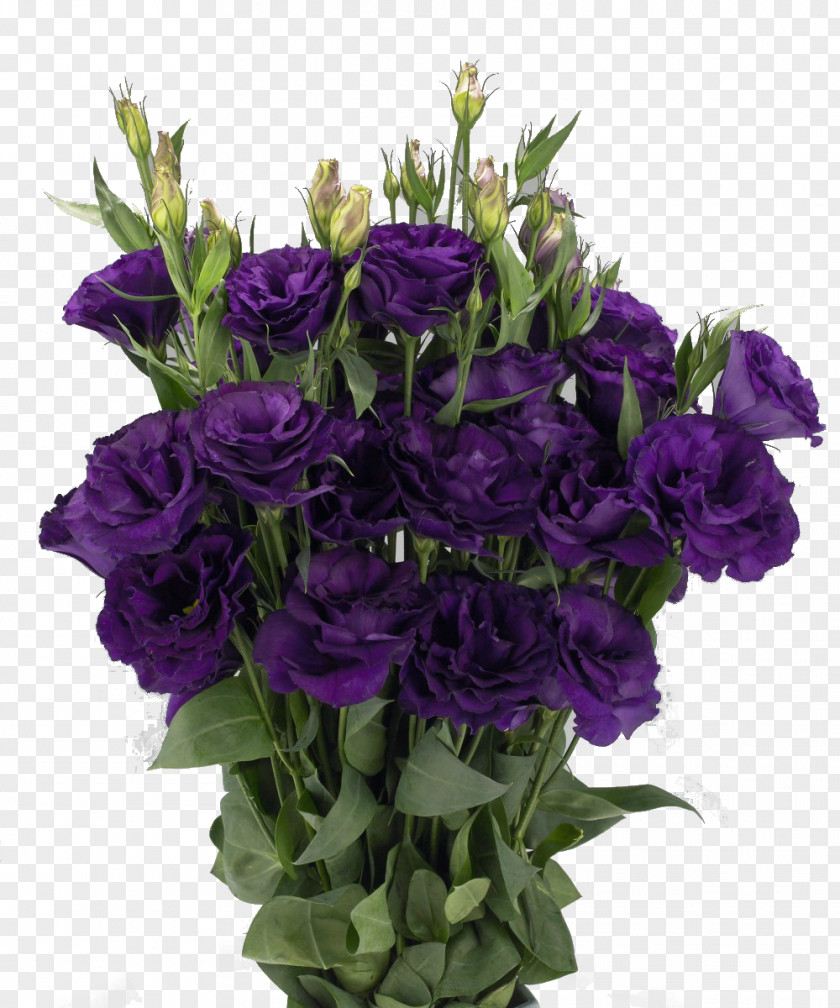 Bellflower Family Annual Plant Bouquet Of Flowers PNG