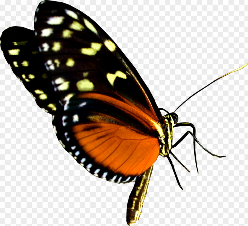 Butterfly Diss Advertising Clip Art PNG