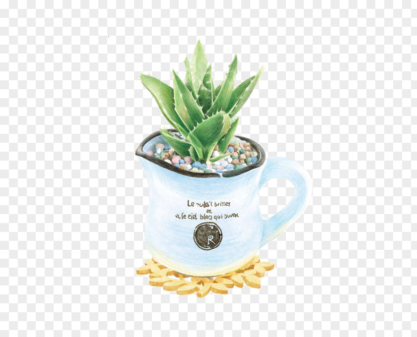 Cup Aloe Vera PNG