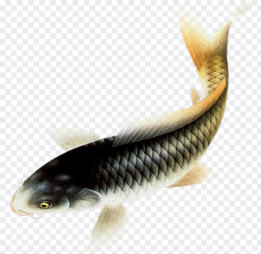 Fish Carassius Auratus Relief 3D Computer Graphics PNG