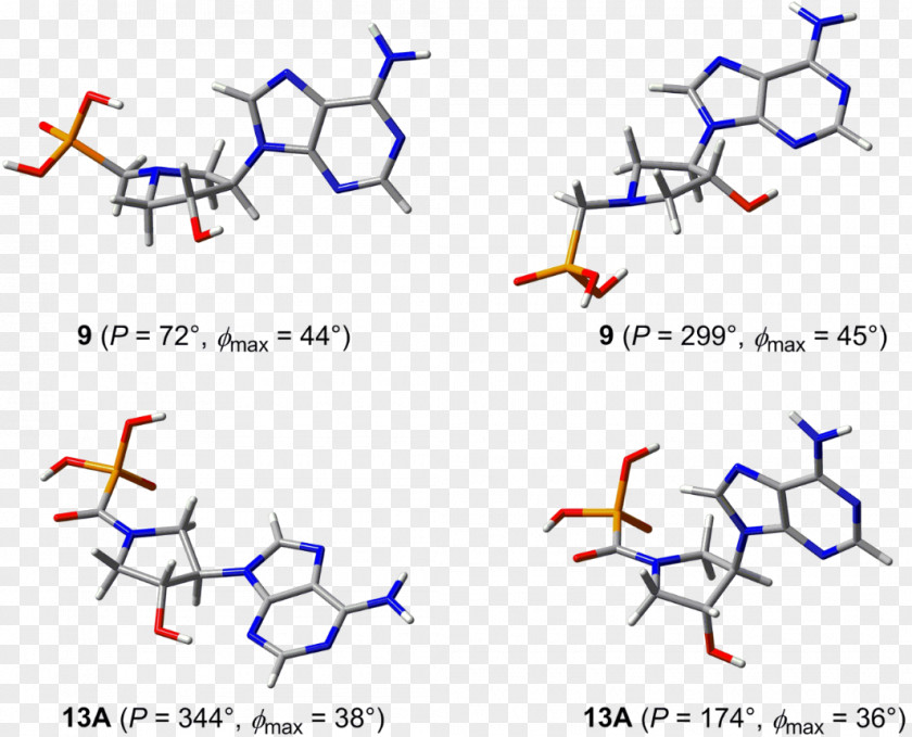 Ribozyme Conformational Isomerism Pyrrolidine Angle Point Nucleotide PNG