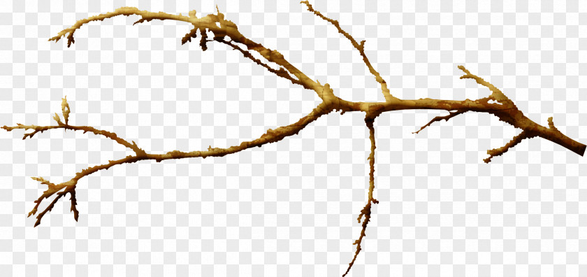 Eucalyptus Branch Leaf Plant Stem Twig PNG