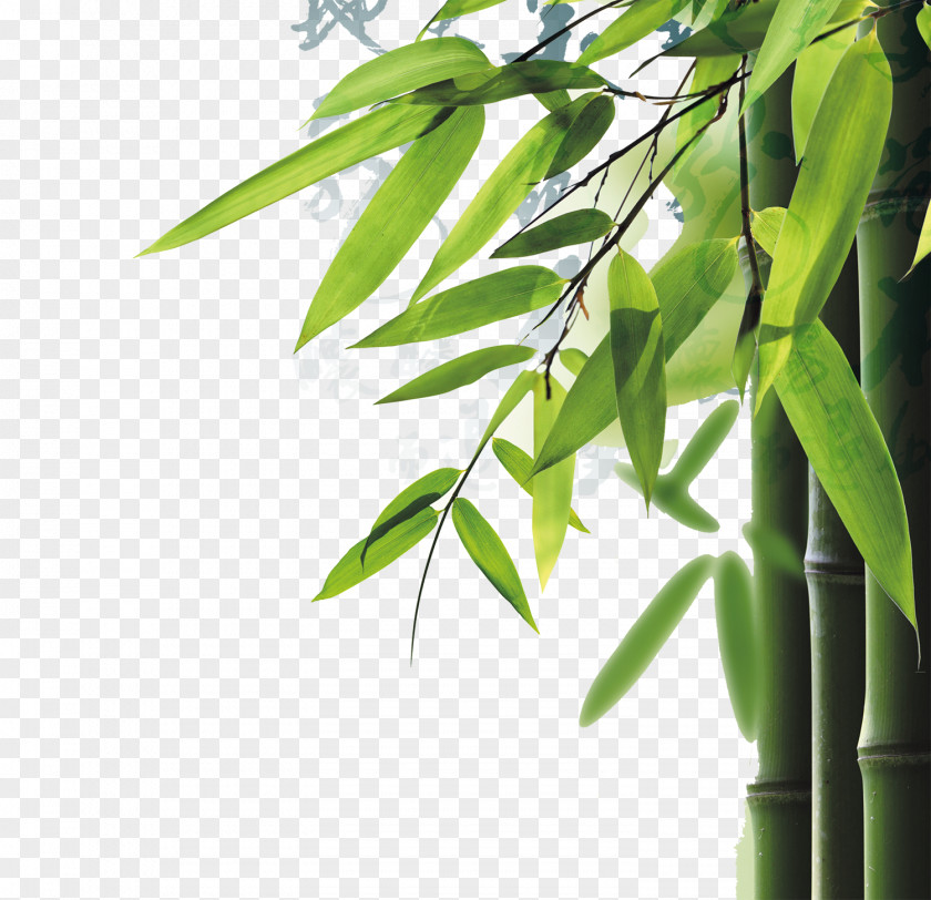 Fresh Bamboo Leaves Dragon Boat Festival Mindful Assessment: The 6 Essential Fluencies Of Innovative Learning Student 21st Century Six Tenets For Bringing Hope, Efficacy, And Achievement To Classroom Educational Assessment PNG