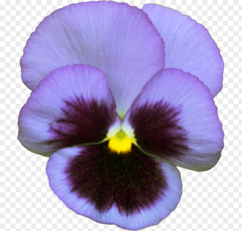 Pansy Photography Violet Image PNG