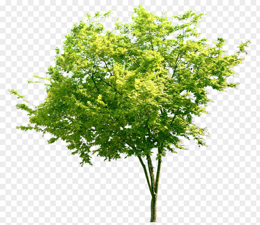 Tree Stock Photography Leaf Royalty-free Clip Art PNG