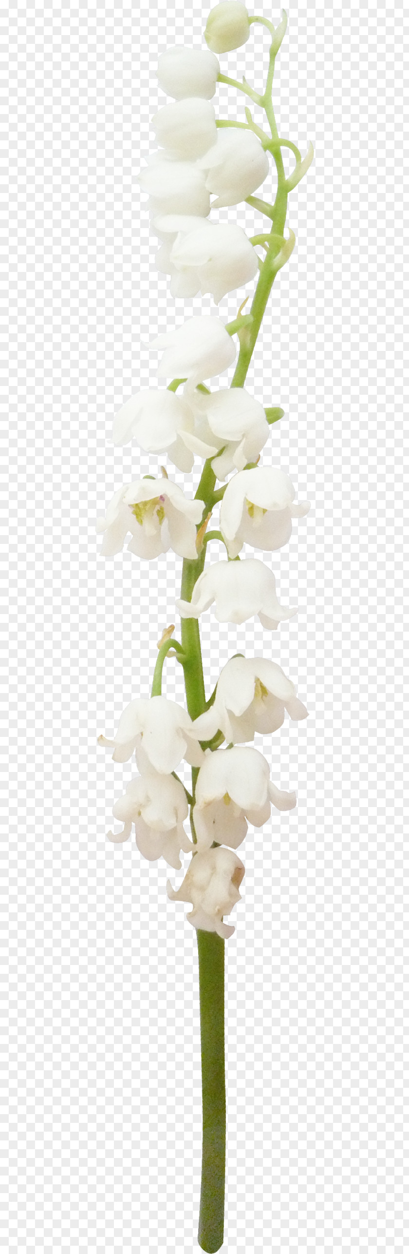 White Flower Cut Flowers Floristry Floral Design Bouquet PNG