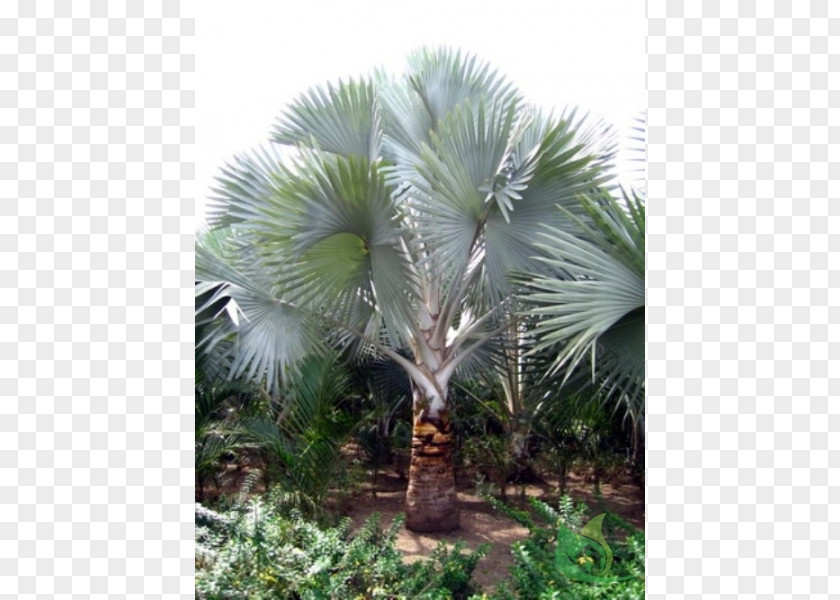 Date Palm Asian Palmyra Babassu Saw Palmetto Arecaceae Oil Palms PNG