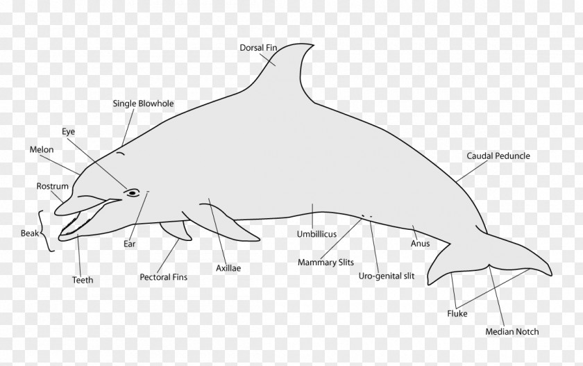 Dolphin Porpoise Ocean Cetacea Whale PNG