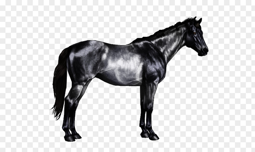 Grey Horse Markings Equine Coat Color Roan Chestnut PNG