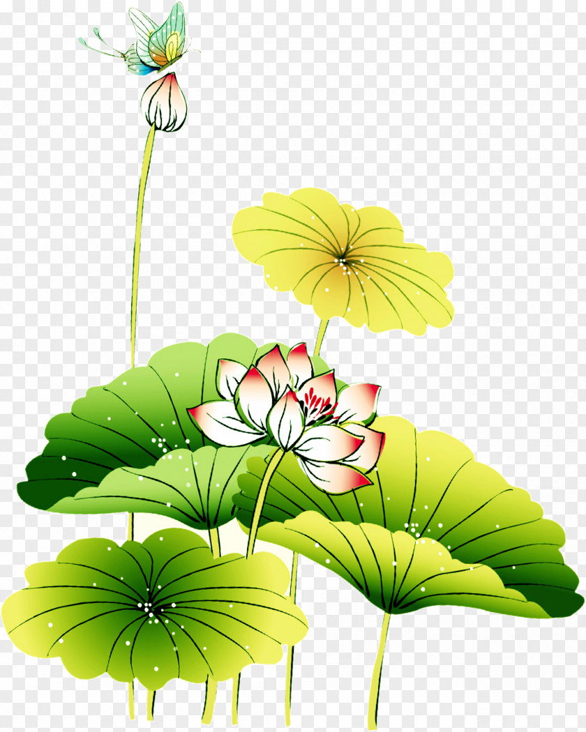 Lotus, Netherlands,Leaves, Flowers Xiaoshu Mooncake Mid-Autumn Festival Dongzhi Solar Term PNG