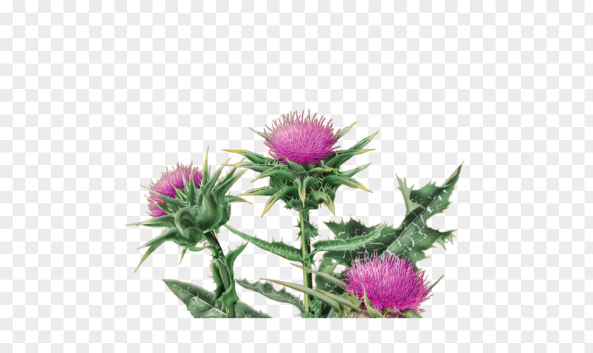 Magic Herb Herbal Tea Milk Thistle Organic Food PNG