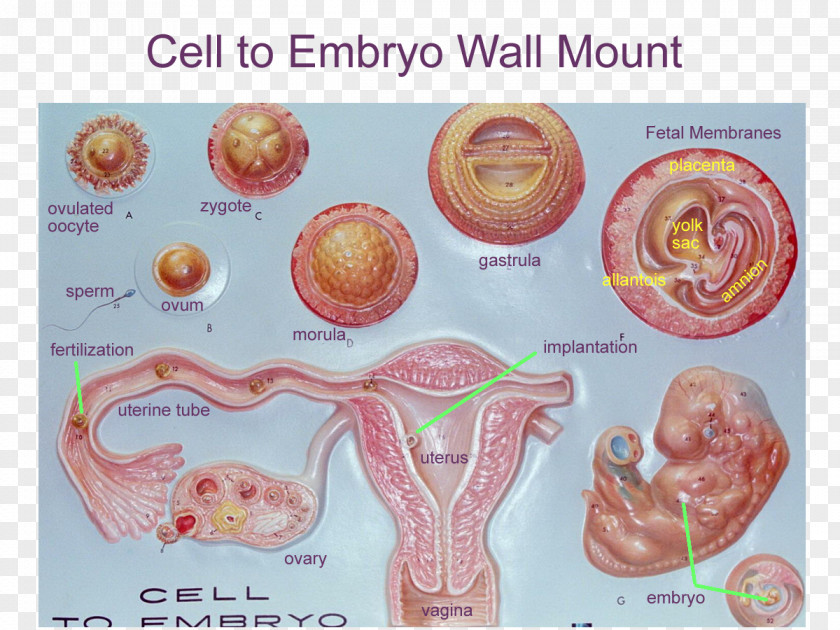 Prenatal Development Embryogenesis Human Zygote Anatomy PNG