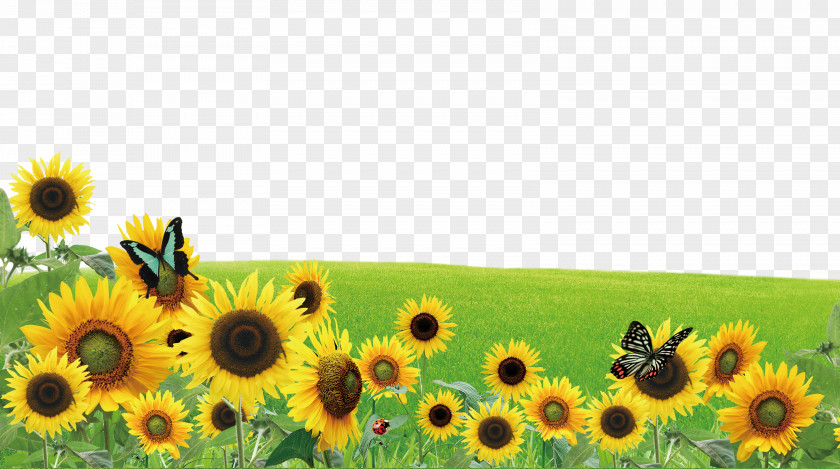 Sunflower Butterfly On The Grass Poster PNG