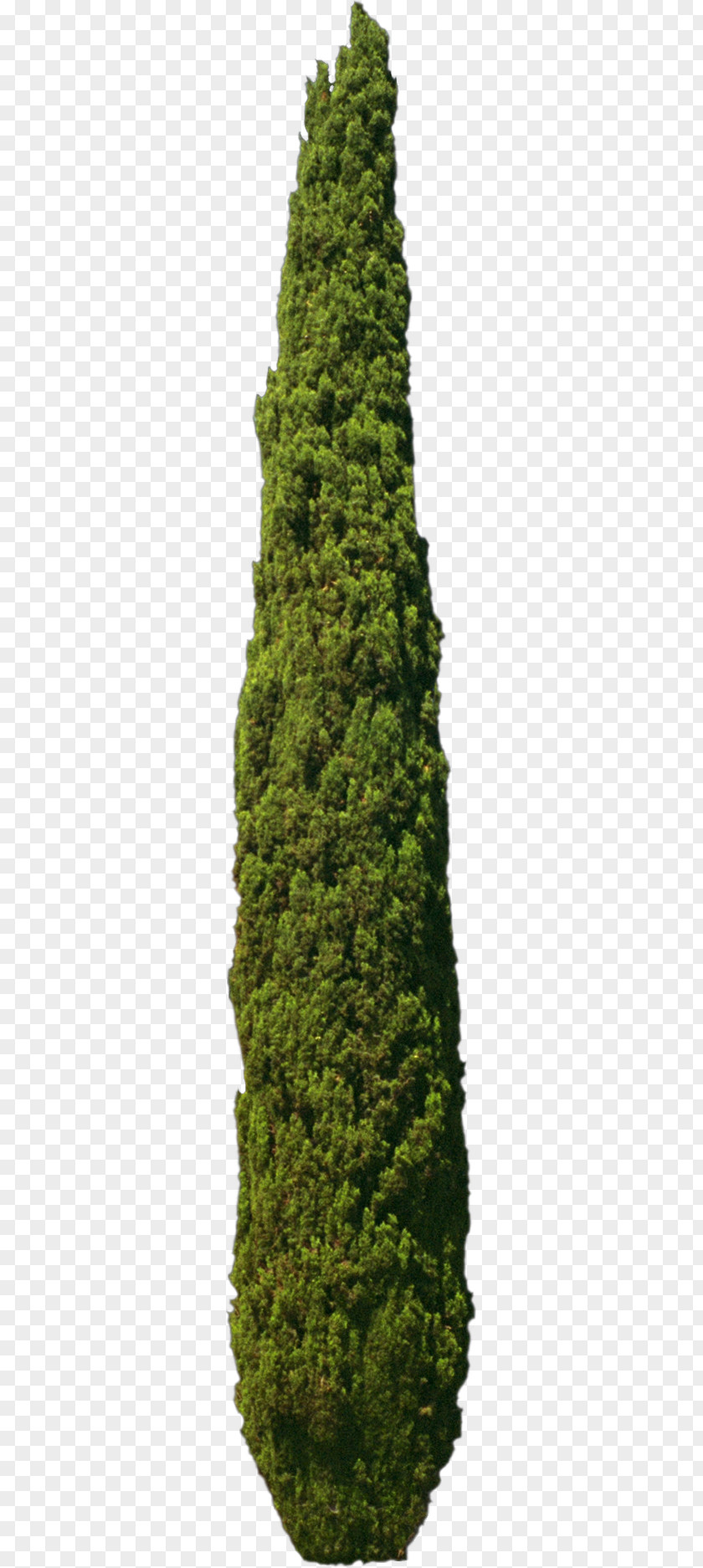 Tree Spruce Fir Mediterranean Cypress Pine Evergreen PNG