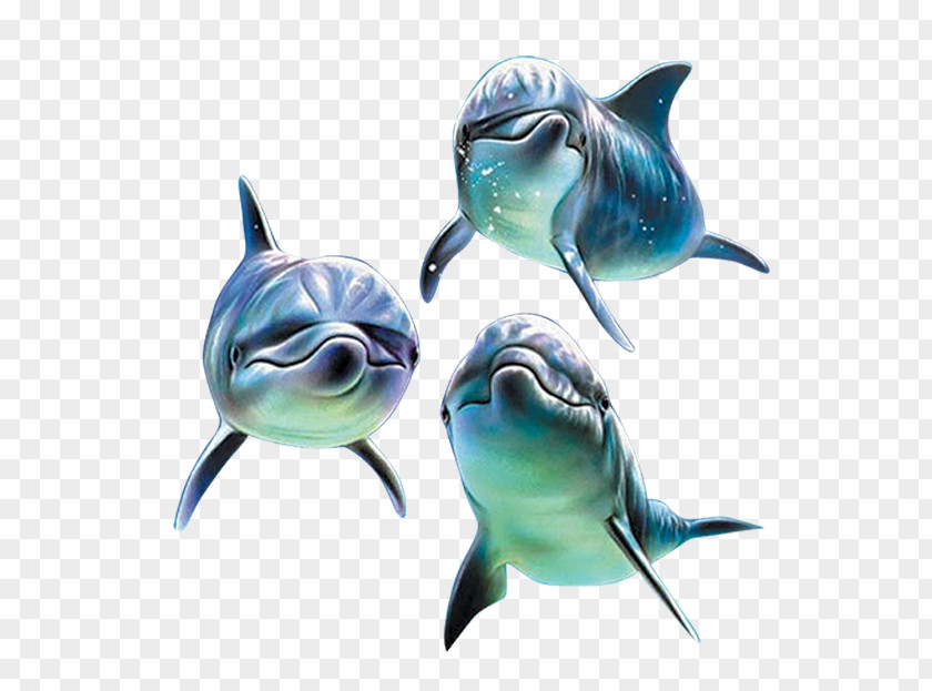 Cute Dolphin Decoration PNG