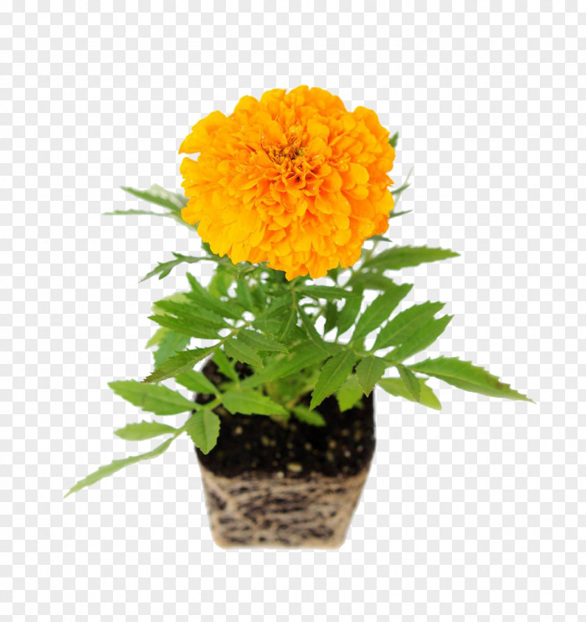 Potted Marigolds Mexican Marigold Common Daisy Flower Transvaal Chrysanthemum PNG