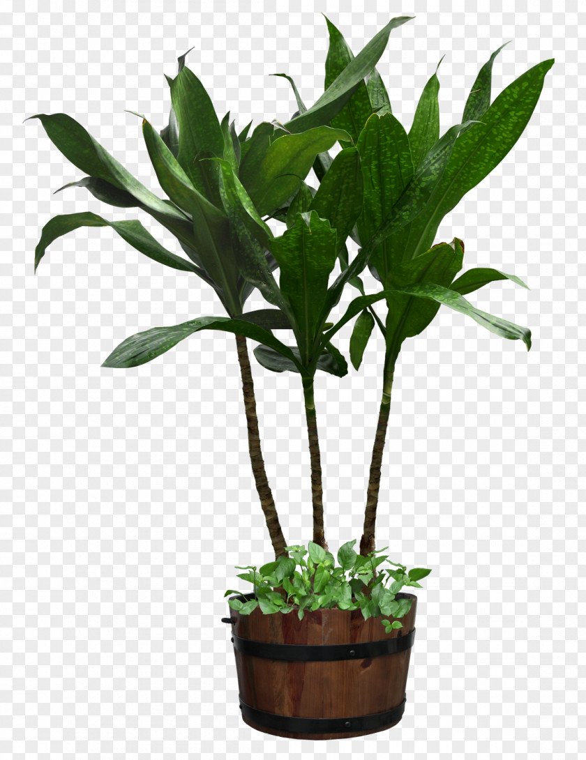 Potted Plant Houseplant Flowerpot PNG