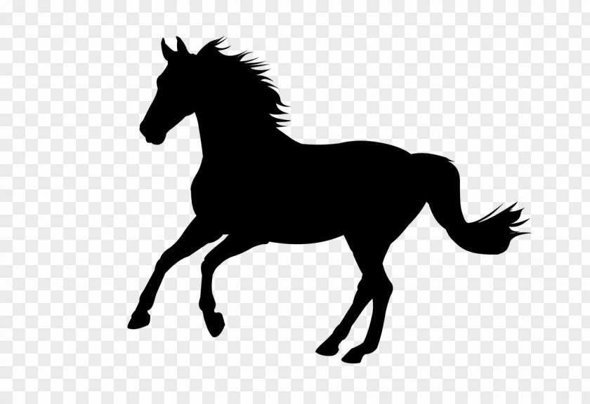 Tail Foal Cat Silhouette PNG