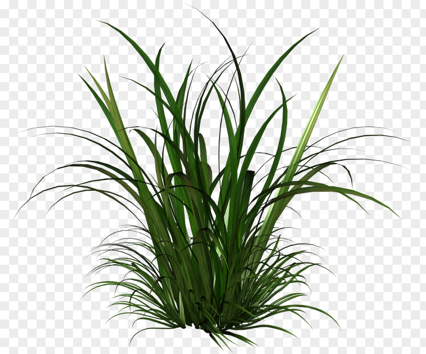 Transparent Billboard Cymbopogon Citratus Thepix Herbaceous Plant Grass PNG