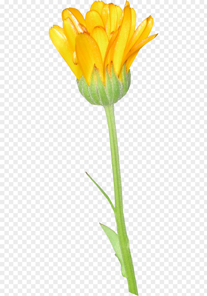 Tulip Light Flower Download PNG