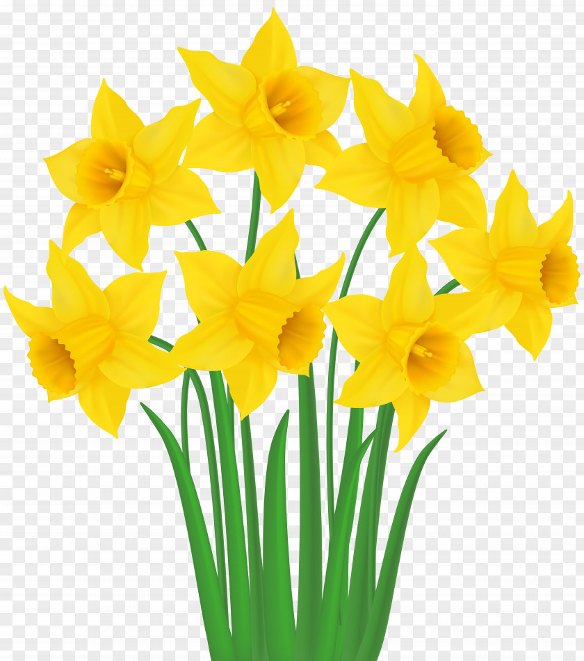 Yellow Daffodils Transparent Clip Art Image Daffodil PNG