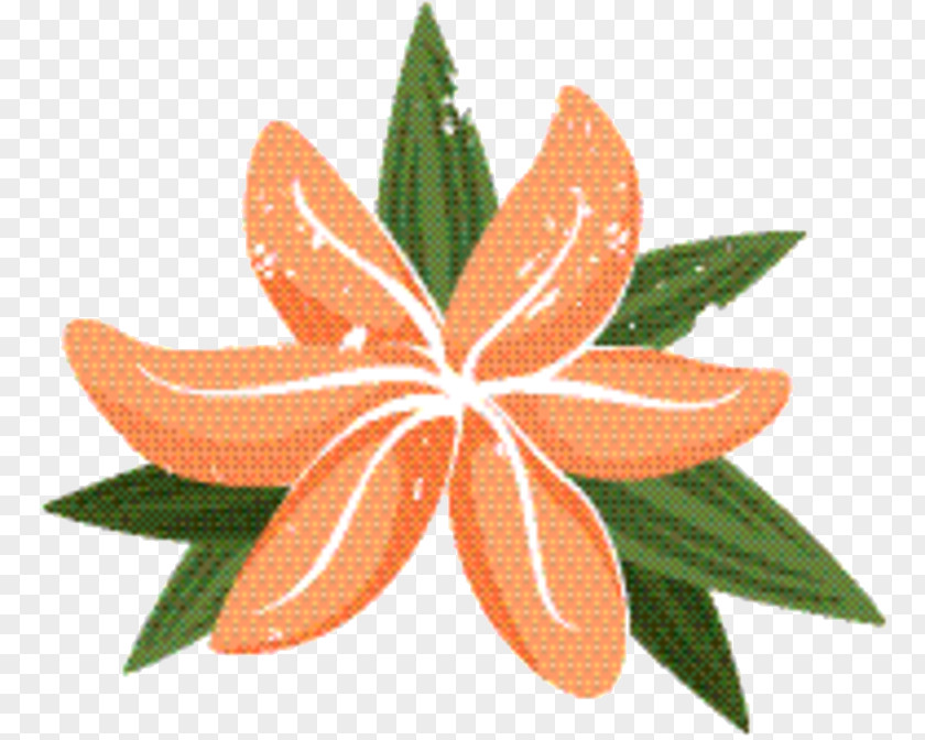 Plant Plants Flower Leaf PNG