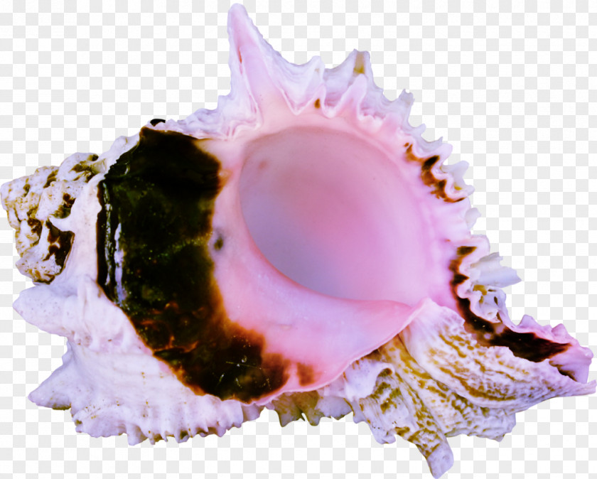 Seashell Cockle Sea Snail Conch LiveInternet PNG