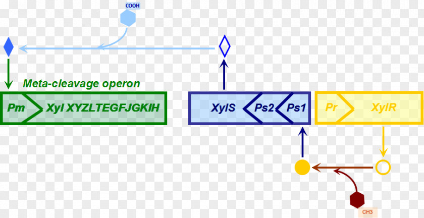 Transcription Factor Brand Line Organization Point PNG