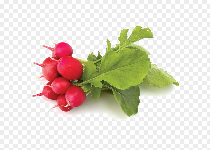 Vegetable Food Raphanus Raphanistrum Subsp. Sativus Turnip Cranberry PNG
