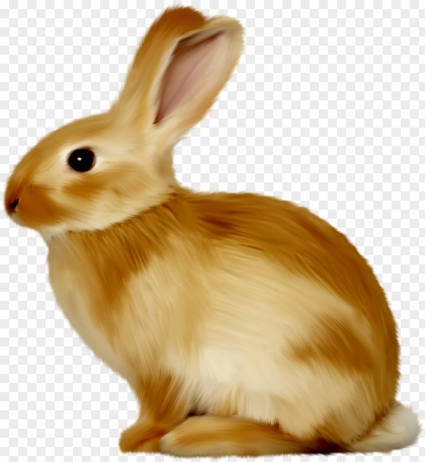 Animals Easter Bunny Hare Rabbit Clip Art PNG