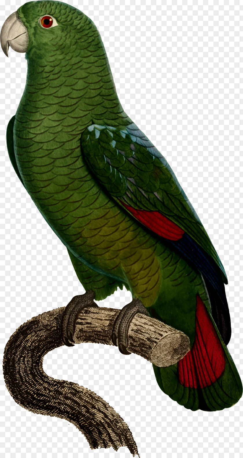 Bird Budgerigar Black-billed Amazon Parakeet Cockatoo PNG