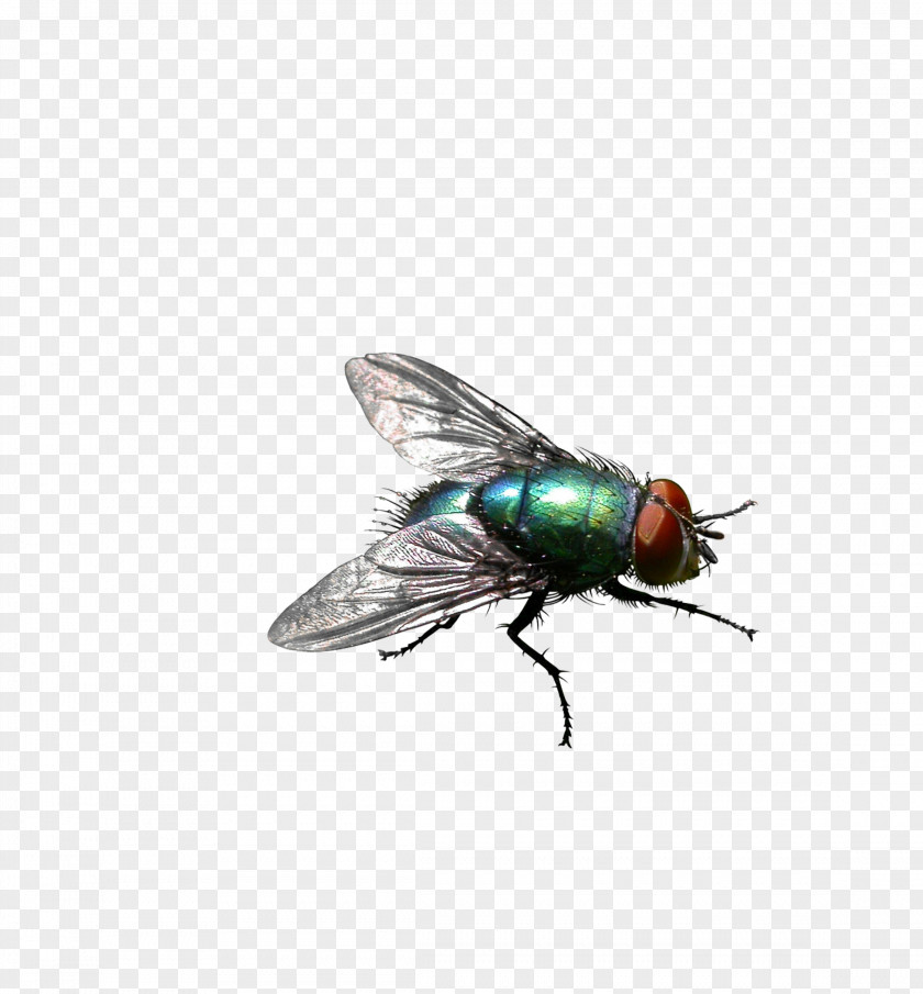 Green Flies Insect Housefly Stable Fly Pest Control PNG