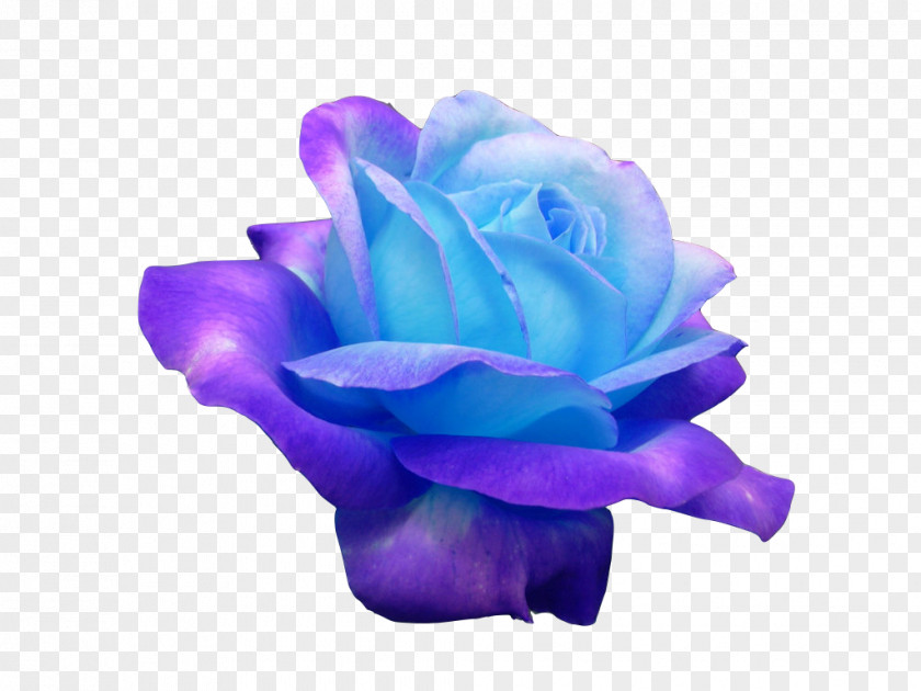 Rose Blue Purple Violet PNG