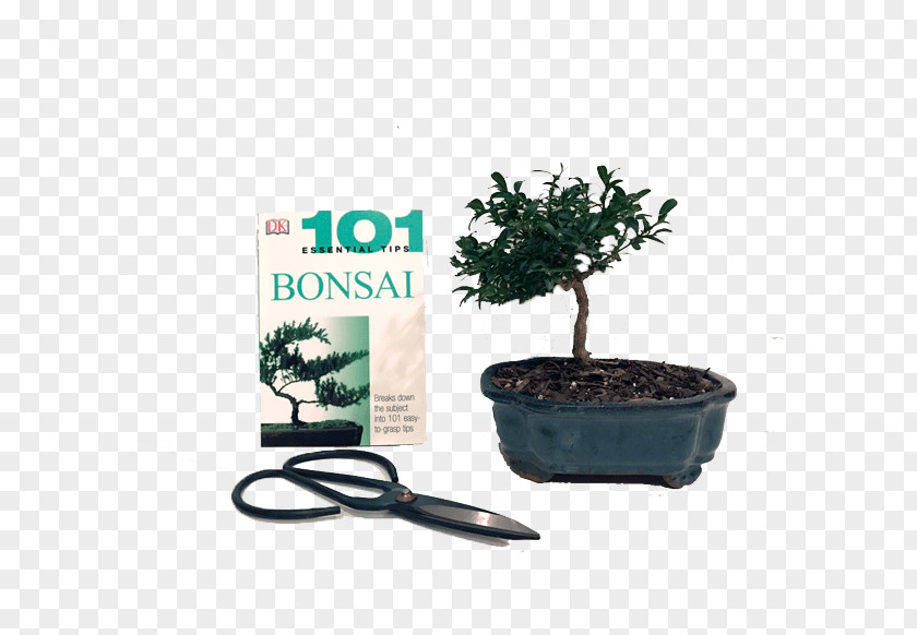 Bonsai Sageretia Theezans 101 Essential Tips Flowerpot Bonsai: PNG