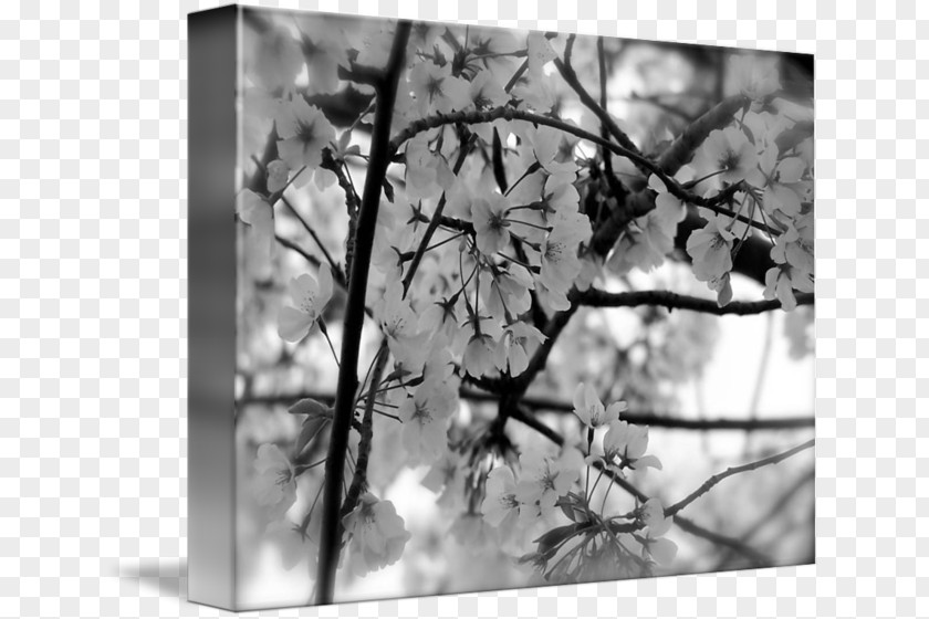 Cherry Blossom Black And White Imagekind PNG