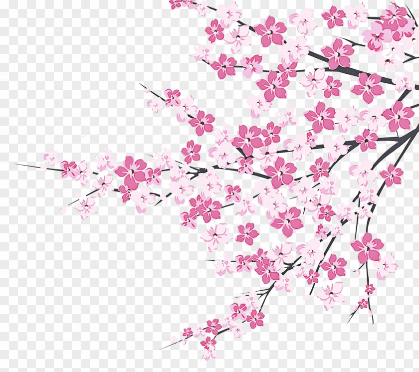 Cherry Blossom PNG