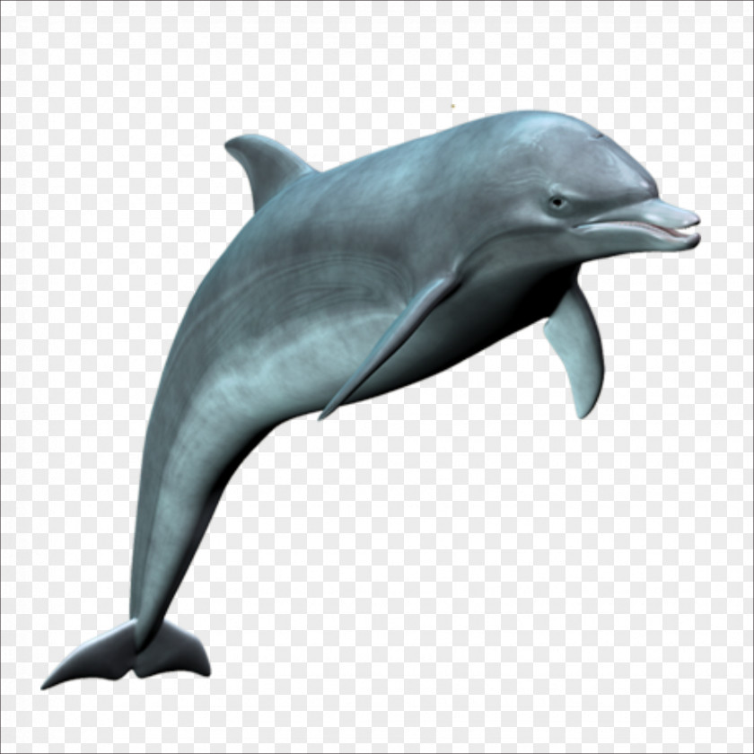 Dolphin Common Bottlenose Wholphin Rough-toothed Tucuxi Short-beaked PNG